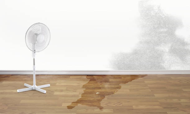 Best Water damage restoration near me  in Alto, GA