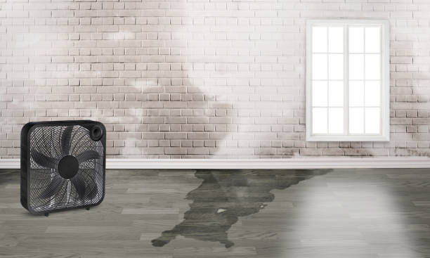 Best Flood restoration services  in Alto, GA